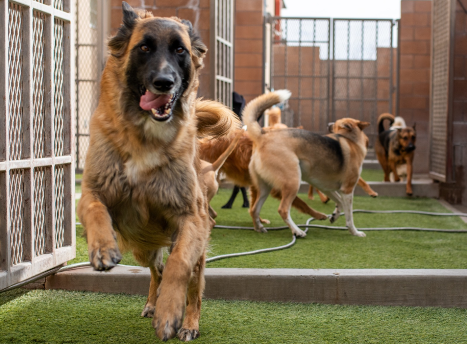 DoggieBoarding