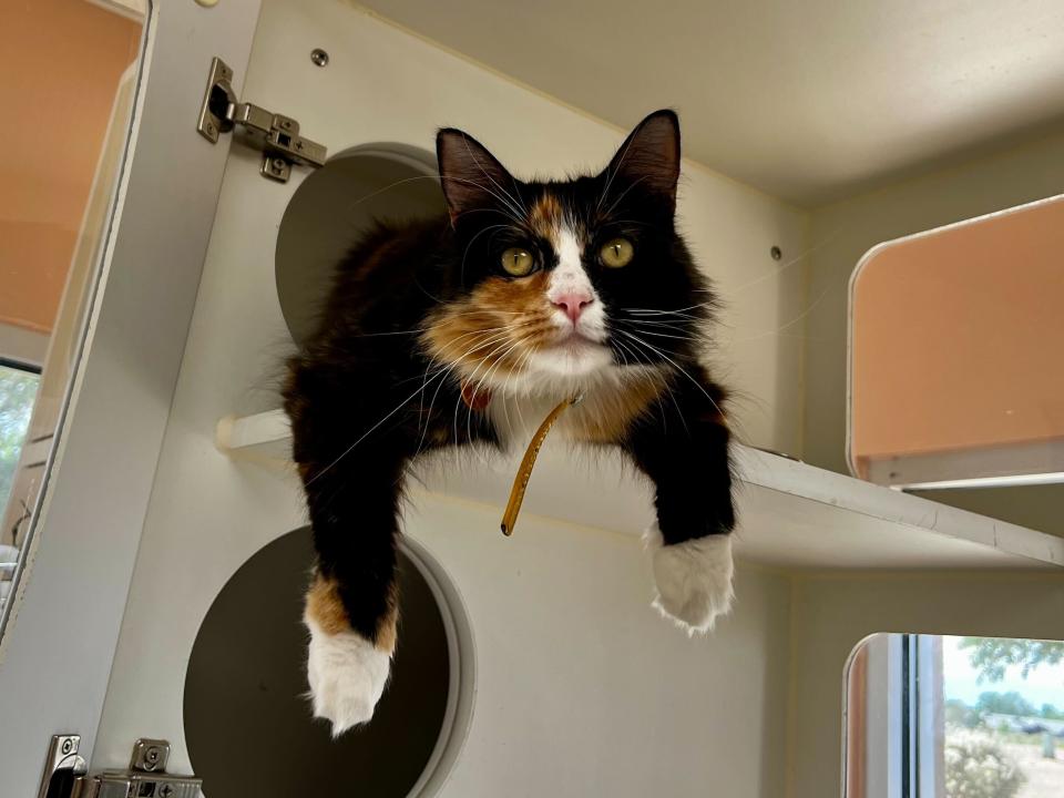 CatBoarding
