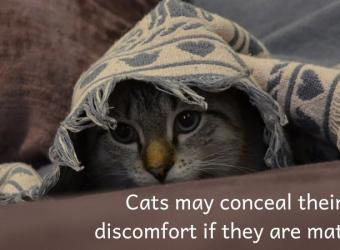 Matting in Cats