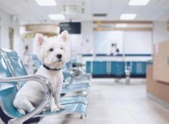 Dog Boarding FAQs and the Answers You Need to Enjoy Your Vacay