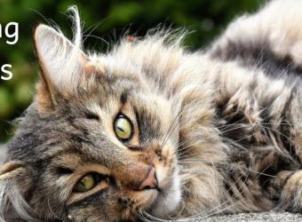 Matting in Cats
