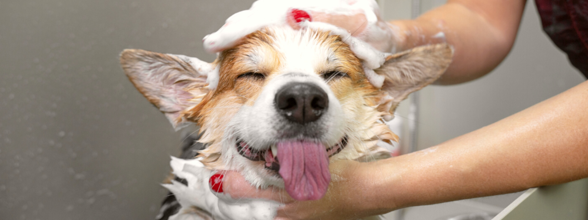 Best grooming salon near me best sale
